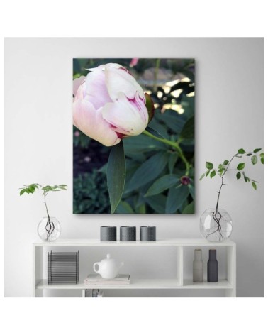 Leinwandbild - Weiße Pfingstrose | Feeby