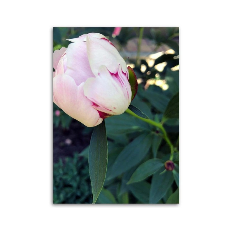 Leinwandbild - Weiße Pfingstrose | Feeby