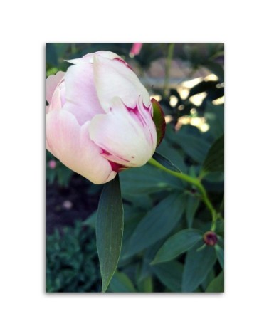 Leinwandbild - Weiße Pfingstrose | Feeby