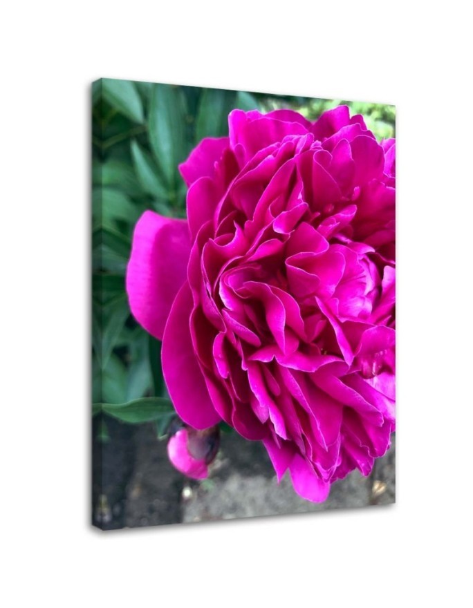 Dekoratives Leinwandbild - Blühende Pfingstrose | Feeby