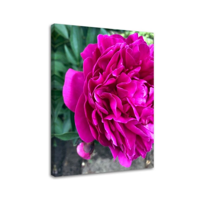 Dekoratives Leinwandbild - Blühende Pfingstrose | Feeby