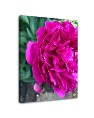 Dekoratives Leinwandbild - Blühende Pfingstrose | Feeby