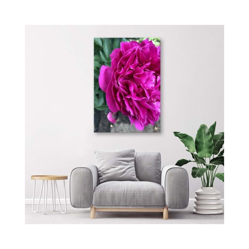 Dekoratives Leinwandbild - Blühende Pfingstrose | Feeby
