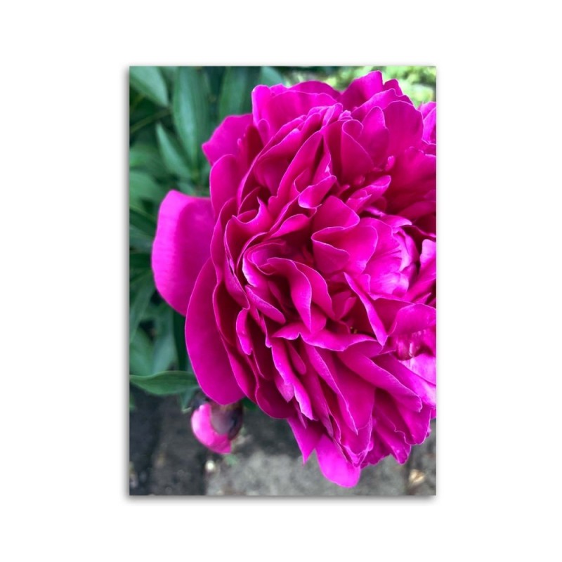 Dekoratives Leinwandbild - Blühende Pfingstrose | Feeby