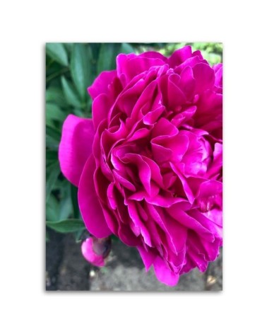 Dekoratives Leinwandbild - Blühende Pfingstrose | Feeby