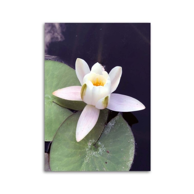 Leinwandbild - Wasserlilie | Feeby