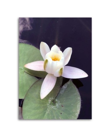 Leinwandbild - Wasserlilie | Feeby