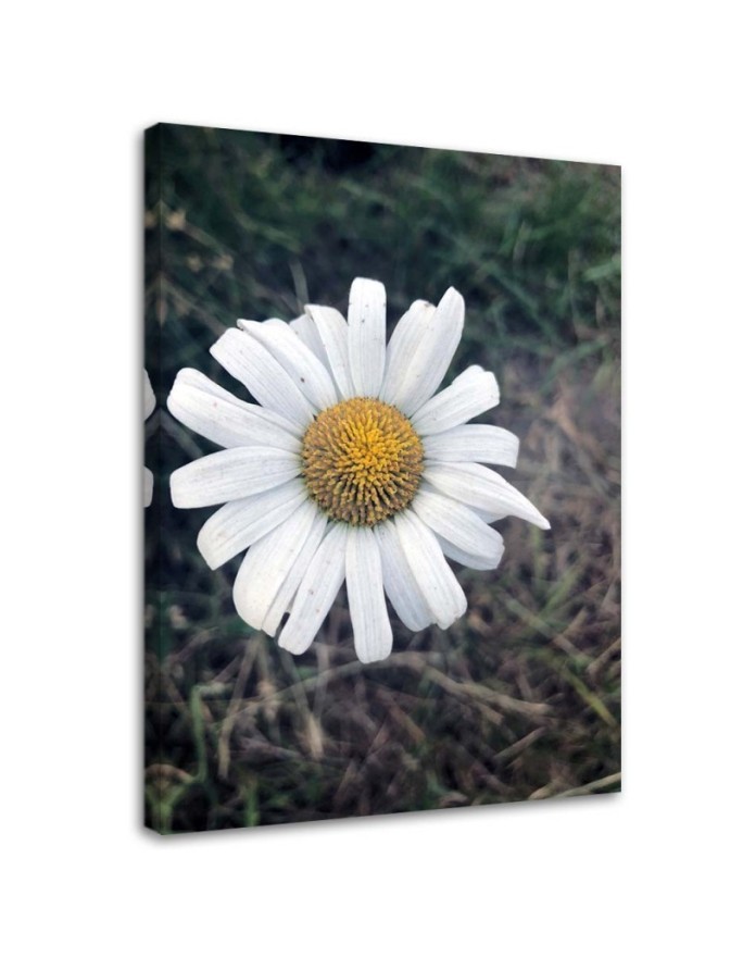 Obraz na płótnie canvas - Rumianek | FEEBY