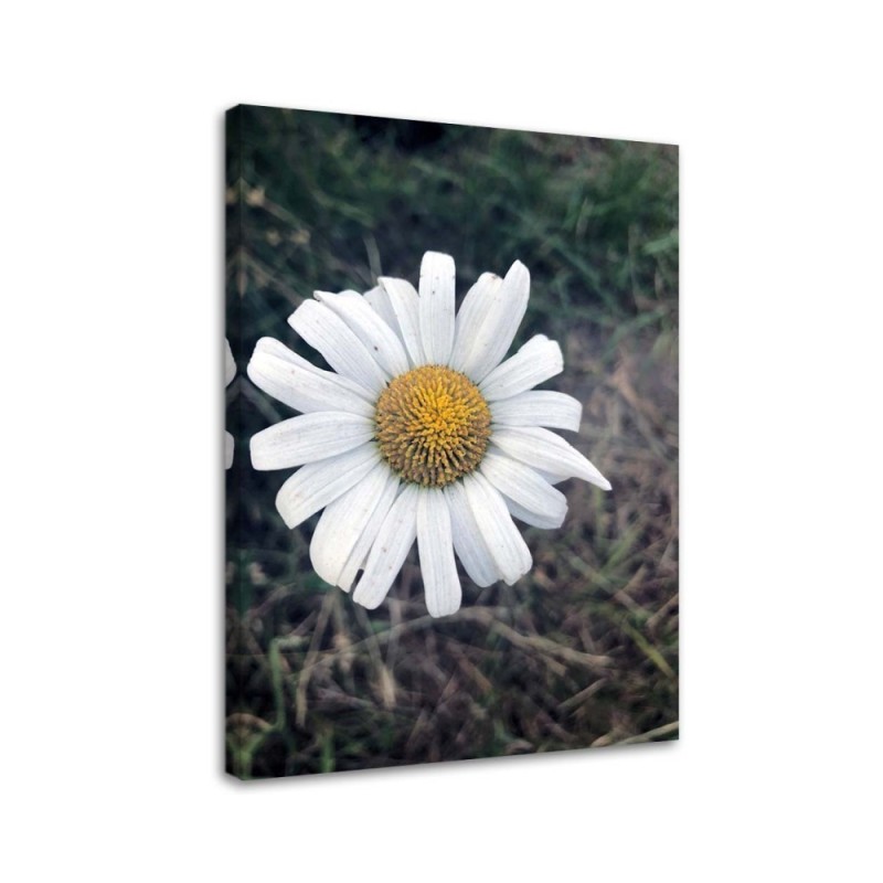 Modernes Wandbild - Kamille | Feeby