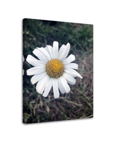 Canvas painting - Chamomile Flower | FEEBY