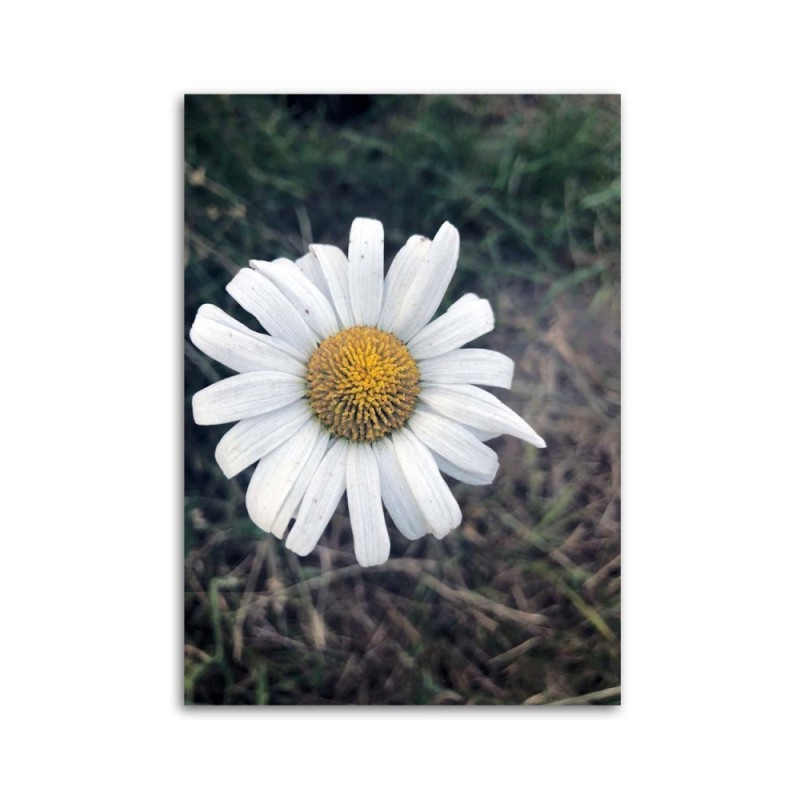 Modernes Wandbild - Kamille | Feeby