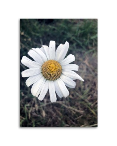 Modernes Wandbild - Kamille | Feeby