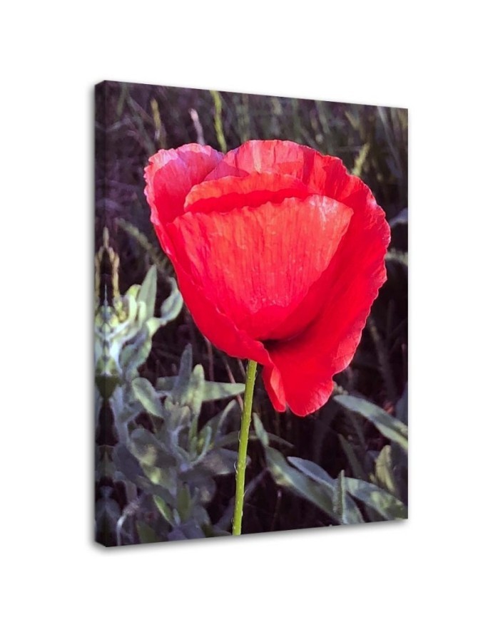 Bild auf Leinwand - Roter Mohn | Feeby