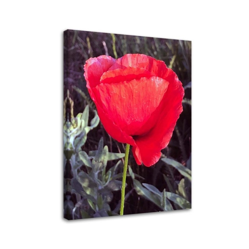 Bild auf Leinwand - Roter Mohn | Feeby