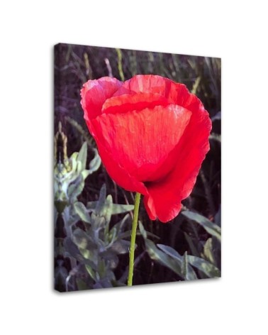 Modern Canvas painting for bedroom - Red poppy | FEEBY