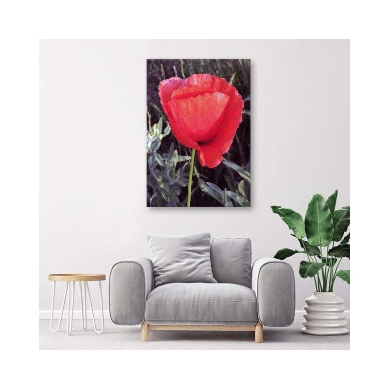 Bild auf Leinwand - Roter Mohn | Feeby