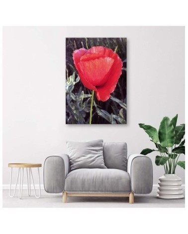 Bild auf Leinwand - Roter Mohn | Feeby
