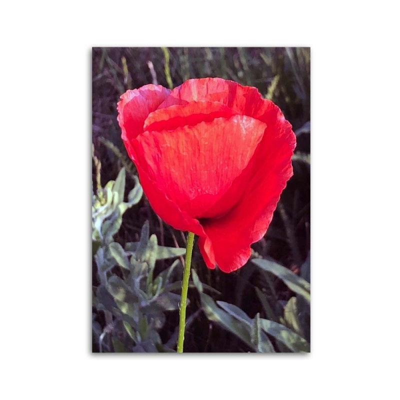 Bild auf Leinwand - Roter Mohn | Feeby
