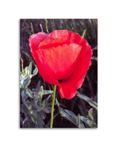 Bild auf Leinwand - Roter Mohn | Feeby