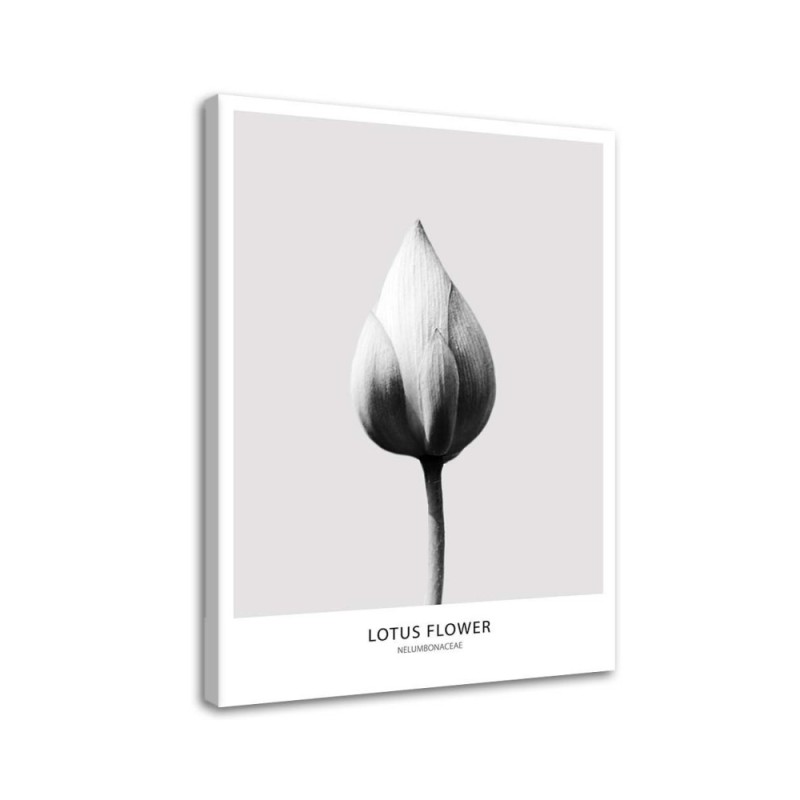 Leinwandbild modern - Weiße Lotosknospe | Feeby