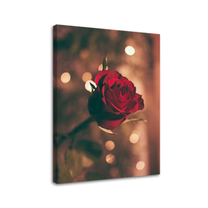 Leinwandbild - Rote Rosenblüte | Feeby