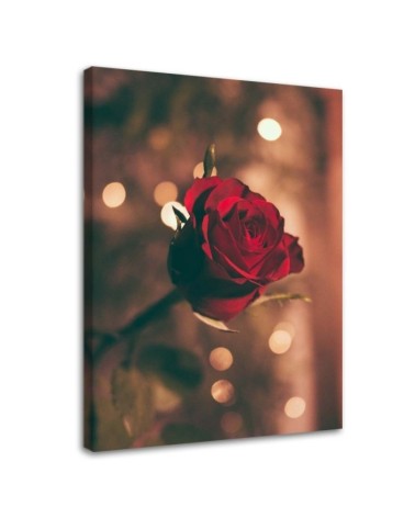 Leinwandbild - Rote Rosenblüte | Feeby