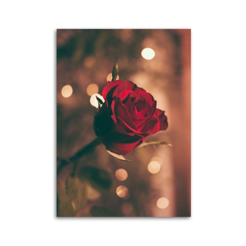 Leinwandbild - Rote Rosenblüte | Feeby