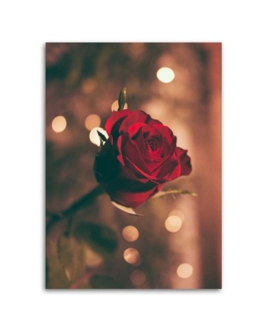 Leinwandbild - Rote Rosenblüte | Feeby