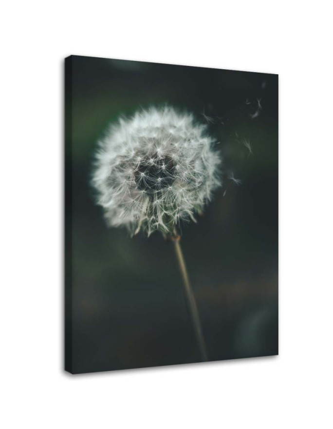 Leinwanddruck - Schmeißfliege im Wind | Feeby