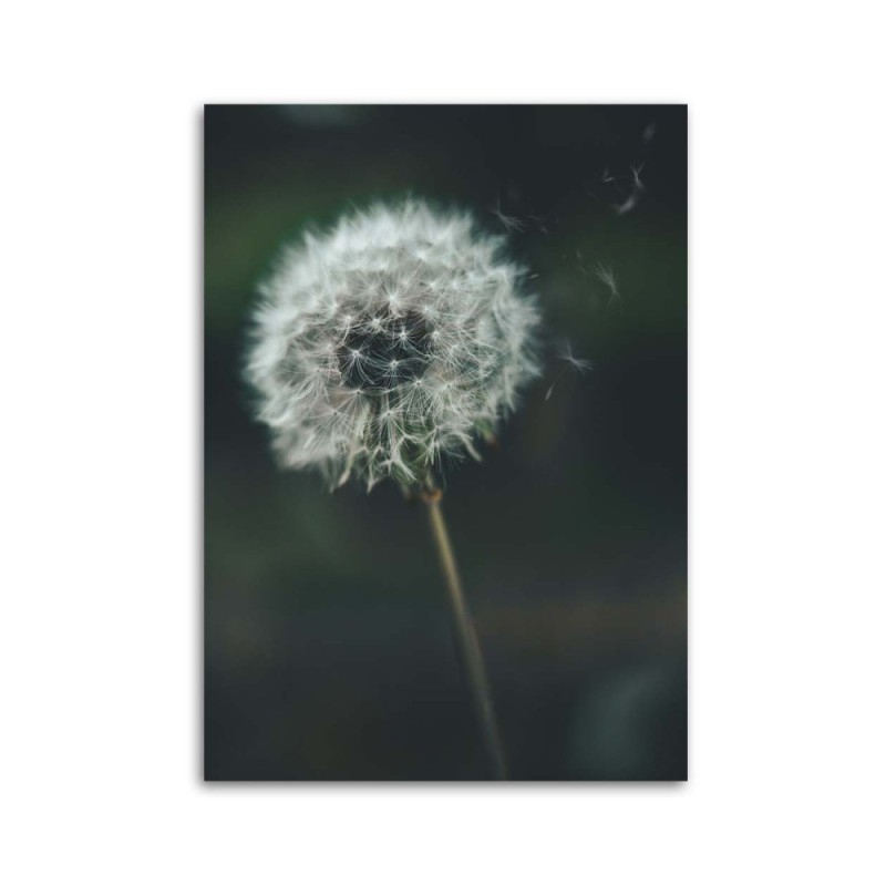 Leinwanddruck - Schmeißfliege im Wind | Feeby