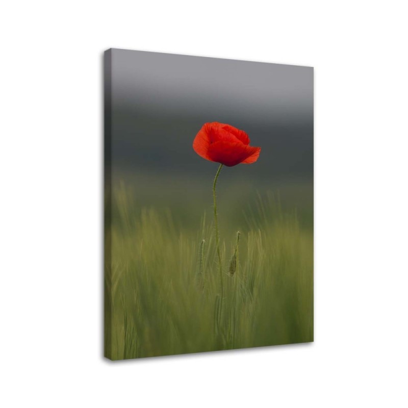 Leinwandbild - Mohn auf einem Feld | Feeby