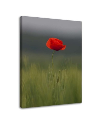 Leinwandbild - Mohn auf einem Feld | Feeby