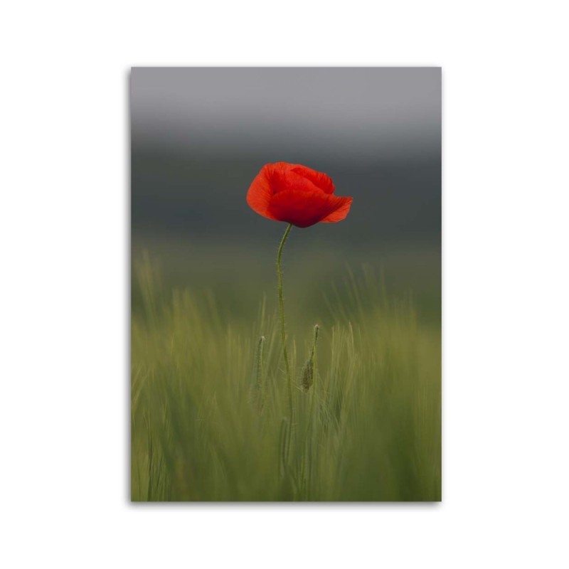 Leinwandbild - Mohn auf einem Feld | Feeby