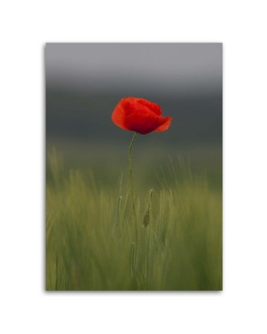 Leinwandbild - Mohn auf einem Feld | Feeby