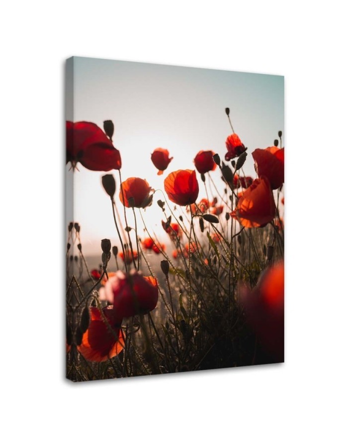 Leinwandbild modern - Mohnblumen in der Sonne | Feeby