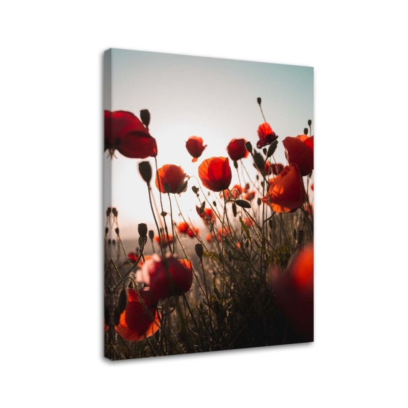 Leinwandbild modern - Mohnblumen in der Sonne | Feeby