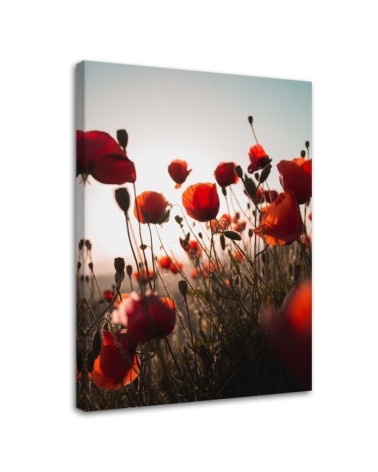 Leinwandbild modern - Mohnblumen in der Sonne | Feeby