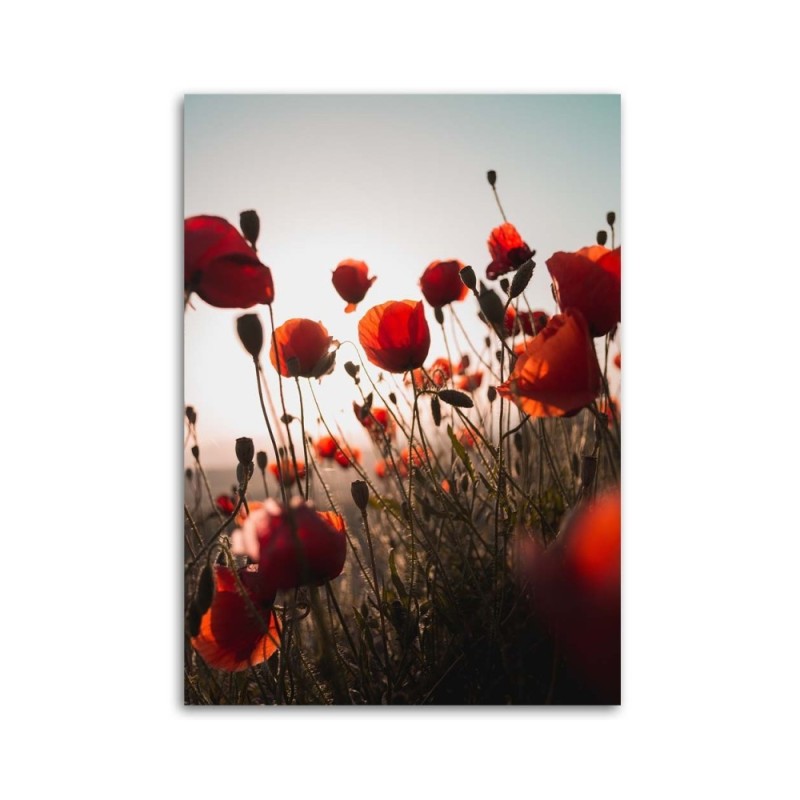 Leinwandbild modern - Mohnblumen in der Sonne | Feeby