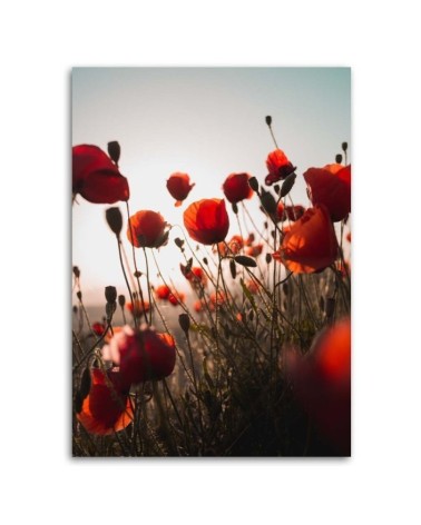 Leinwandbild modern - Mohnblumen in der Sonne | Feeby