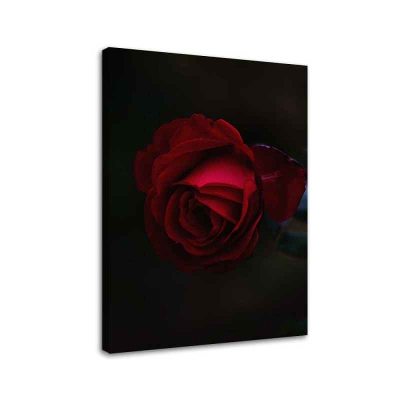 Leinwandbild - Rose auf schwarzem Hintergrund | Feeby