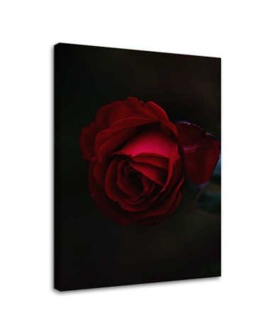 Leinwandbild - Rose auf schwarzem Hintergrund | Feeby