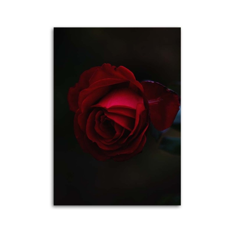 Leinwandbild - Rose auf schwarzem Hintergrund | Feeby