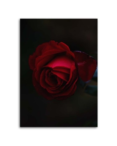 Leinwandbild - Rose auf schwarzem Hintergrund | Feeby