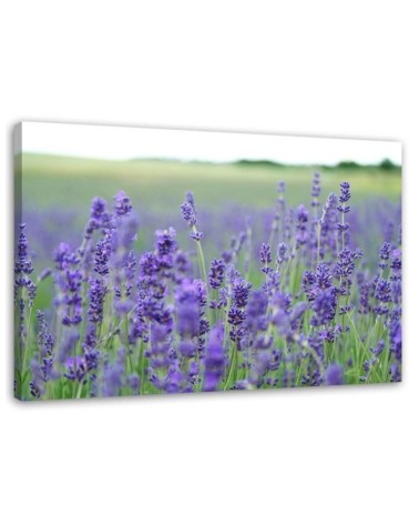 Leinwandbild - Lavendelfelder | Feeby