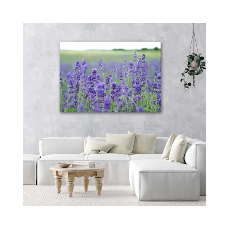 Leinwandbild - Lavendelfelder | Feeby