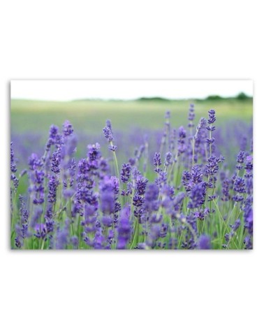 Leinwandbild - Lavendelfelder | Feeby