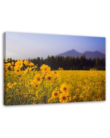 Bild auf Leinwand - Felder mit gelben Blumen | Feeby