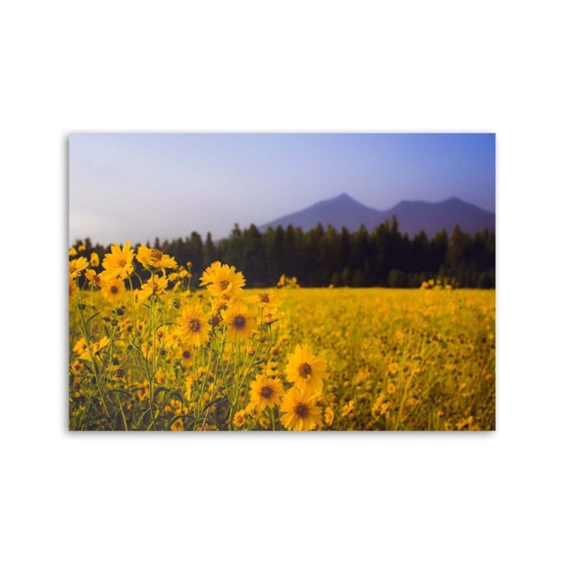 Bild auf Leinwand - Felder mit gelben Blumen | Feeby