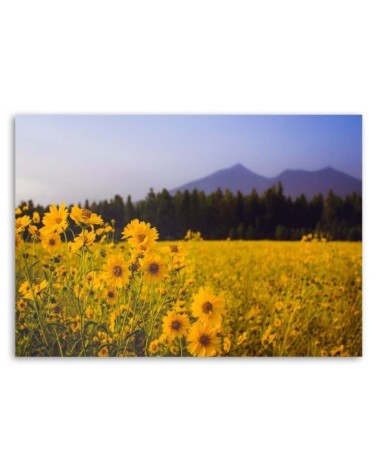 Bild auf Leinwand - Felder mit gelben Blumen | Feeby