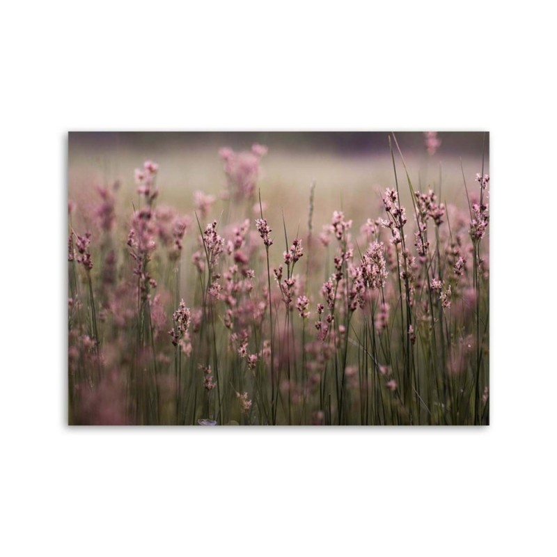 Dekoratives Leinwandbild - Rosa Feldblumen | Feeby
